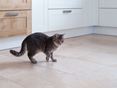 Katze in einer modernen Küche auf Travertinfliesen in hellem Beige